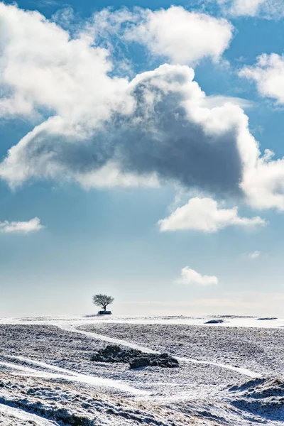 Enda träd vid horisonten på snötäckta Cleeve Hill, Cotswold — Stockfoto