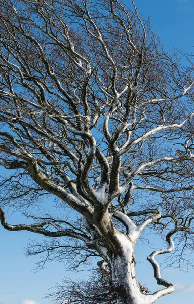 Närbild av en vindblåst snötäckt träd mot en blå himmel — Stockfoto