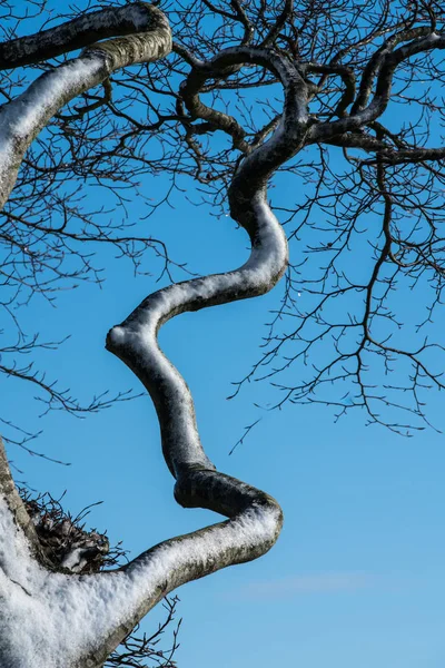 Närbild av en vindblåst snötäckt vriden förvridna gren o — Stockfoto