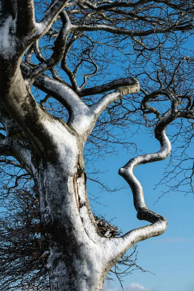 Close up of a wind blown snow covered tree against a blue sky — Stock Photo, Image