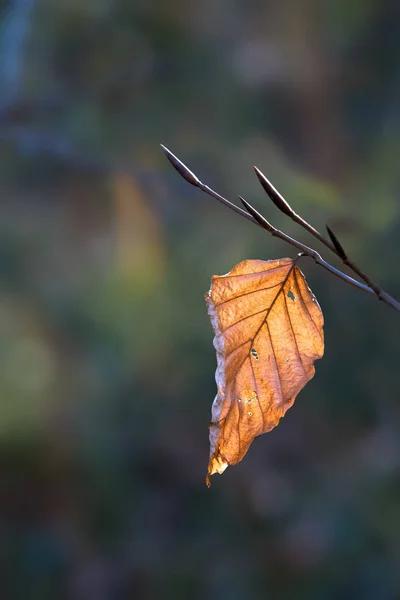 Única folha de faia retroiluminada no outono inverno — Fotografia de Stock