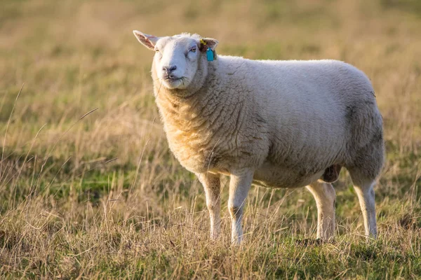 Male sheep or ram — Stock Photo, Image