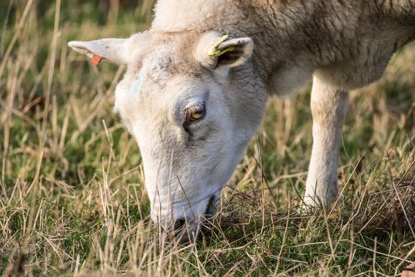 Nahaufnahme eines männlichen Schafes oder Widders auf der Weide — Stockfoto