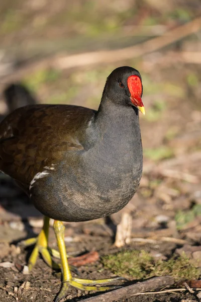 Primer plano de un Moorhen (Gallinula chloropus ) — Foto de Stock