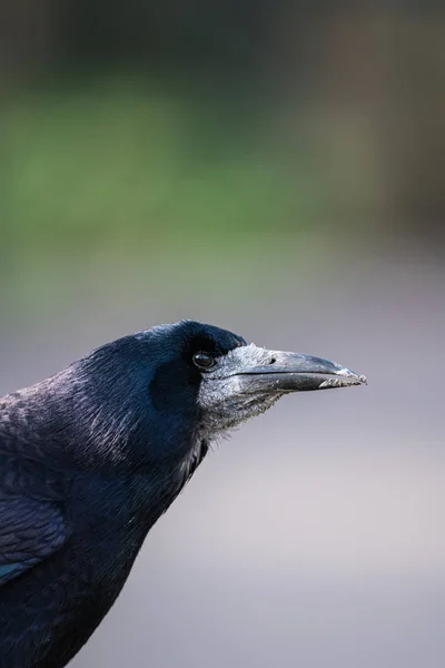 Närbild av en chef för en Rook (orvus frugilegus) — Stockfoto