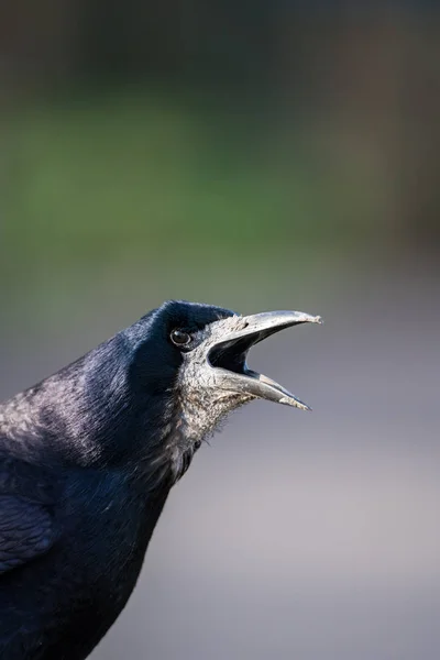 Nahaufnahme eines Saatkrähenkopfes (corvus frugilegus), der — Stockfoto