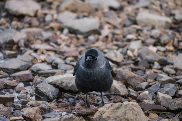 Jackdaw (Corvus monedula) çakıl bir plajda — Stok fotoğraf