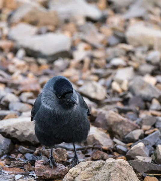 Nahaufnahme einer Dohle (corvus monedula)) — Stockfoto