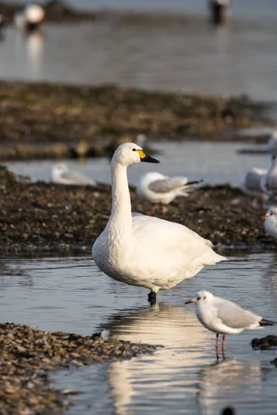 Bewick's Swan (Cygnus bewickii) — Stockfoto