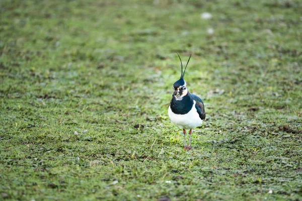 Laceração (vanellus vanellus ) — Fotografia de Stock