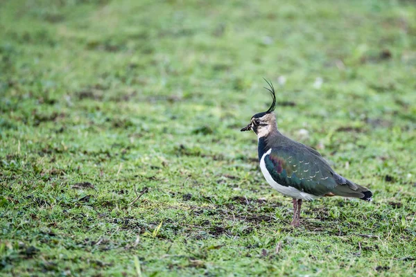 Kiebitz (vanellus vanellus)) — Stockfoto