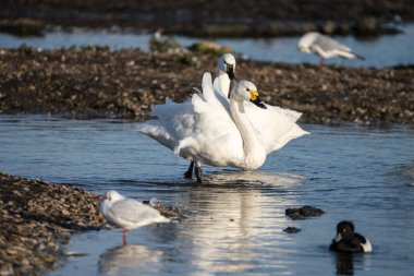Bewick'in Kuğusu (Cygnus columbianus)