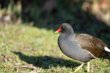 Bir Moorhen yakın çekim (Gallinula kloropus)