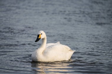 Bewick'in Kuğusu (Cygnus columbianus)