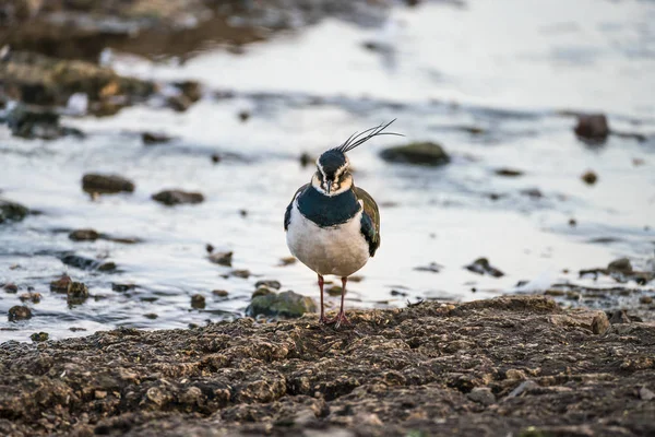 Lapwing (Vanellus vanellus) feigning a wing injury — Stock Photo, Image