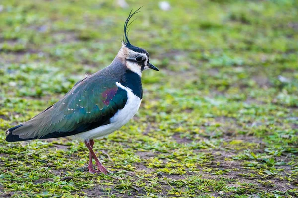 Kiebitz (vanellus vanellus)) — Stockfoto