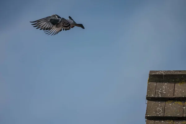 Flygande duva — Stockfoto