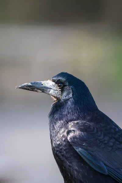 Närbild på huvudet av en Rook (Corvus frugilegus) — Stockfoto