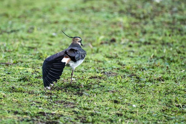 Kiebitz (vanellus vanellus) täuscht Flügelverletzung vor — Stockfoto