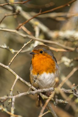 Yakın bir Robin (Erithacus rubecula) sağ arayan bir şube üç çeyrek profil tünemiş