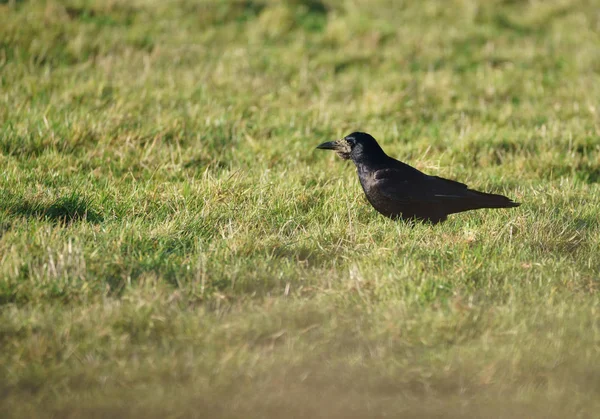 Одинокий крючок (Corvus frugilegus), идущий по траве — стоковое фото