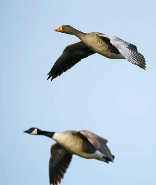 Greylag goose (Anser Anser) flying — Stock Photo, Image