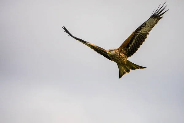 Zbliżenie czerwonego latawca (Milvus milvus) — Zdjęcie stockowe