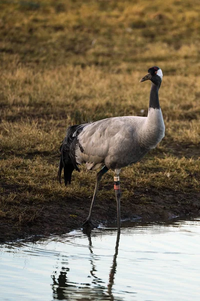 Gemeiner Kranich (grus grus)) — Stockfoto