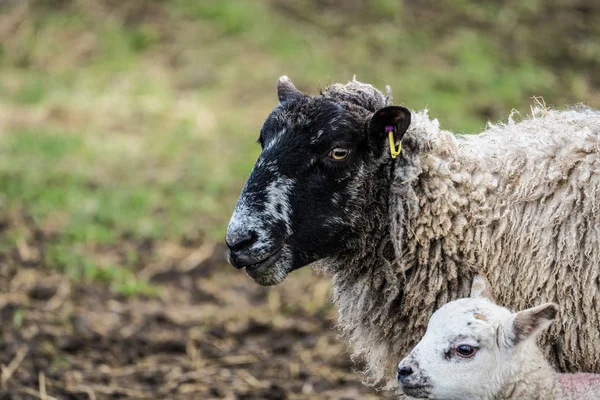 Close up of the heads of a sheep and lamb — Stock Photo, Image