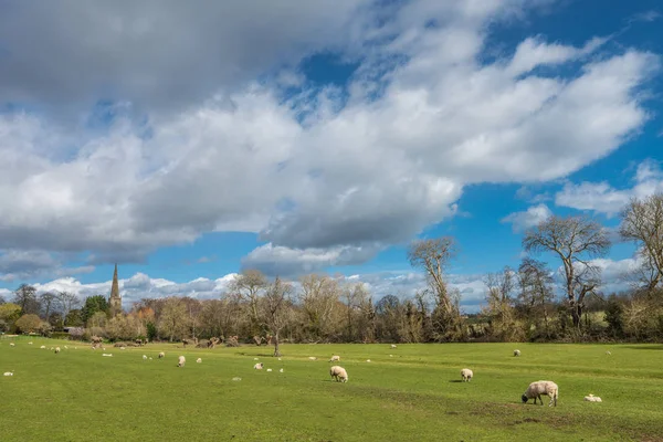 Inglés Pastoral scene with grazing sheep and lambs —  Fotos de Stock