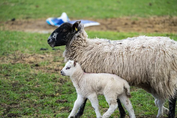 Black face sheep and lamb — Stock Photo, Image