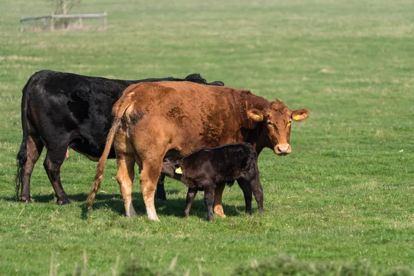 Ternera amamantando una vaca — Foto de Stock