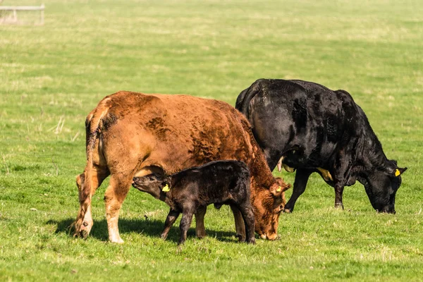 Veau allaitant une vache — Photo