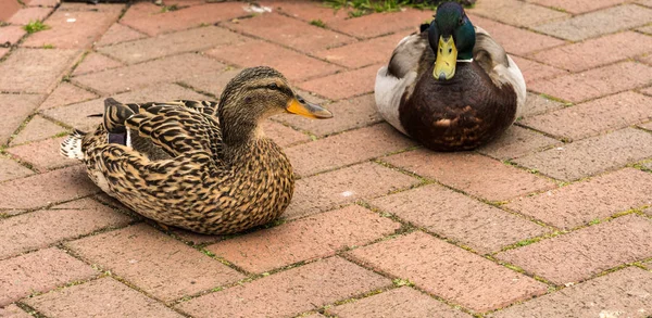 Männliche und weibliche Stockente (anas platyrhynchos)) — Stockfoto