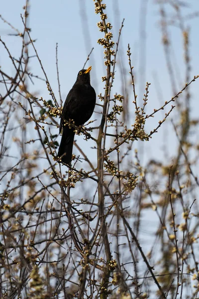 Macho negro pájaro cantando Imagen De Stock