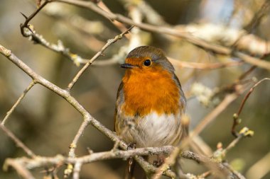 Yakın bir Robin (Erithacus rubecula) sağ arayan bir şube üç çeyrek profil tünemiş