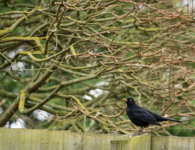 Karakuş (Turdus merula) ahşap bir çit üzerine tünemiş