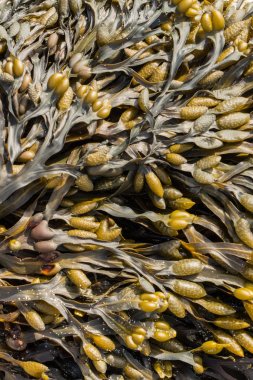 Mesane Wrack deniz yosunu yakın çekim (Fucus vesiculosus)