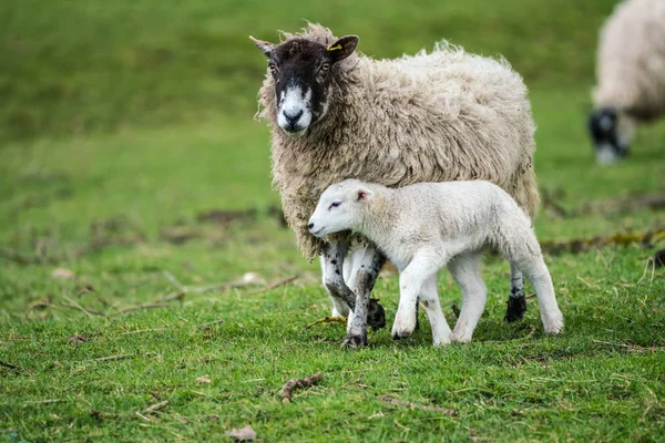 Cara preta ovelhas e cordeiro — Fotografia de Stock