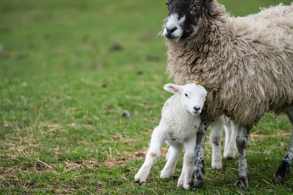 Preto enfrentou ovelha com cordeiro aninhado — Fotografia de Stock