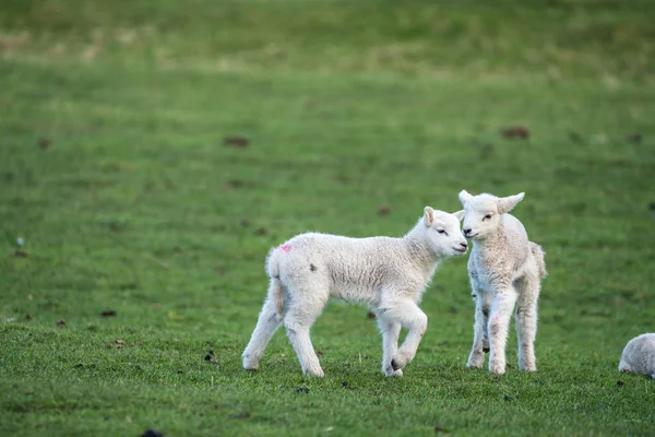 Två unga lamm — Stockfoto