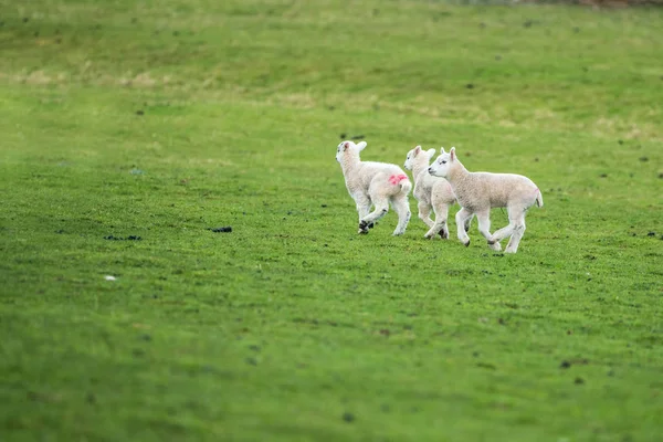 野原を横切る3匹の若い子羊 — ストック写真