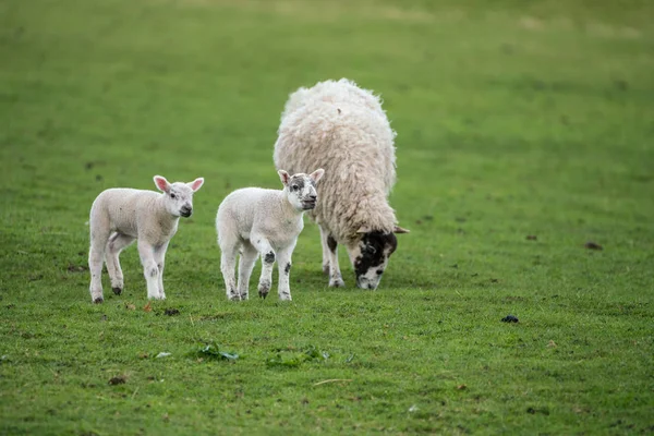 쌍둥이 양 과 검정 얼굴 ewe — 스톡 사진