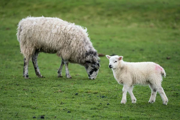 Single lamb walking right to left with ewe in the background