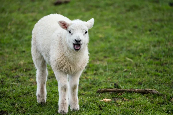 Yağmurda kameraya bakarken tek kuzu bleating — Stok fotoğraf