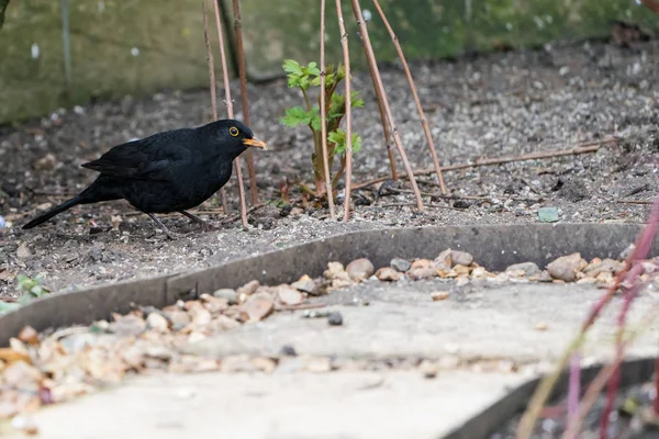 Blackbird (Turdus merula) i närbild — Stockfoto