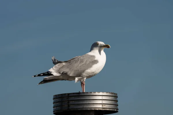 Herring Gull (Larus argentatus) — Stock Photo, Image