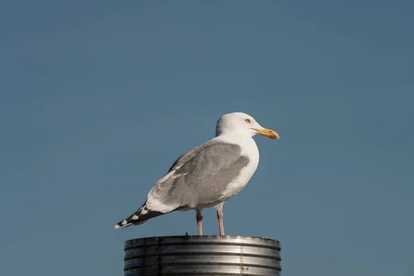 Zilvermeeuw (Larus argentatus)) — Stockfoto