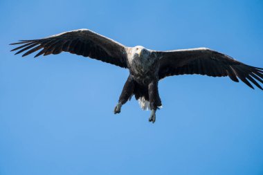 Bir Beyaz Kuyruklu Deniz Kartalı yakın çekim (Haliaeetus albicilla) içinde f