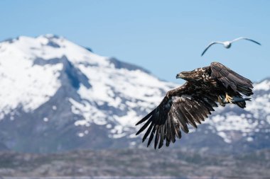 Genç Beyaz Kuyruklu Deniz Kartalı (Haliaeetus albicilla) uçuş ca
